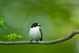 Image. European Pied Flycatcher
