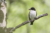 Image. European Pied Flycatcher