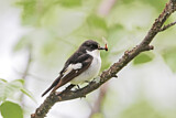 Image. European Pied Flycatcher