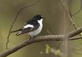 Image. European Pied Flycatcher