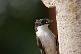 Image. European Pied Flycatcher