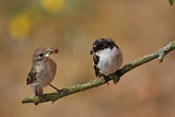 Image. European Pied Flycatcher