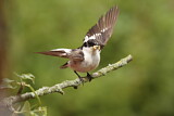 Image. European Pied Flycatcher