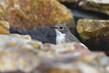 Image. European Pied Flycatcher