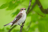 Image. European Pied Flycatcher