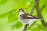 Image. European Pied Flycatcher