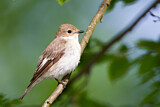 Image. European Pied Flycatcher