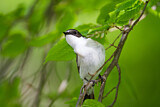 Image. European Pied Flycatcher
