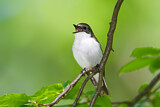 Image. European Pied Flycatcher