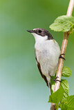Image. European Pied Flycatcher