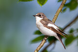 Image. European Pied Flycatcher
