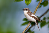 Image. European Pied Flycatcher
