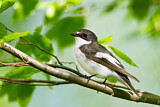 Image. European Pied Flycatcher