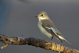 Image. European Pied Flycatcher