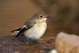 Image. European Pied Flycatcher
