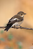 Image. European Pied Flycatcher