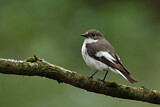 Image. European Pied Flycatcher