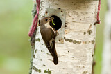 Image. European Pied Flycatcher