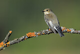 Image. European Pied Flycatcher