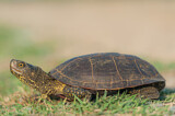 Image. European Pond Turtle