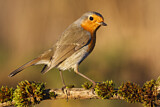 Image. European Robin