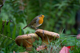 Image. European Robin