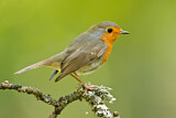 Image. European Robin