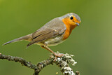 Image. European Robin