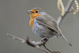 Image. European Robin