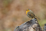 Image. European Robin