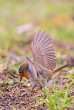 Image. European Robin