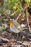 Image. European Robin
