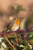 Image. European Robin