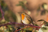 Image. European Robin
