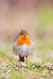 Image. European Robin