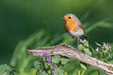Image. European Robin
