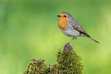 Image. European Robin