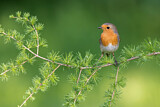 Image. European Robin