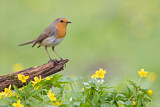 Image. European Robin