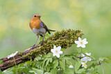 Image. European Robin