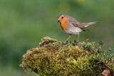 Image. European Robin