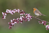 Image. European Robin