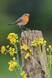 Image. European Robin