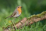 Image. European Robin