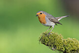 Image. European Robin