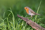 Image. European Robin