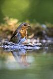 Image. European Robin