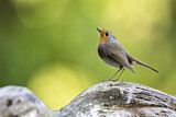 Image. European Robin