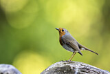 Image. European Robin