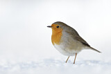 Image. European Robin